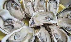 Vỏ hàu làm thuốc