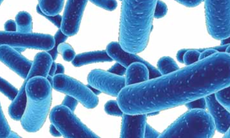 Probiotic có tốt cho bệnh Crohn?