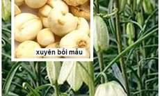 Bài thuốc trị bệnh đường hô hấp