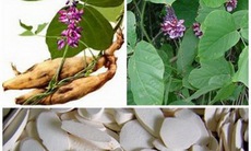 Bài thuốc hỗ trợ điều trị đái tháo đường