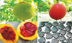 3 loại hạt làm thuốc và công dụng chữa bệnh