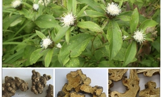 3 bài thuốc hay trị loãng xương