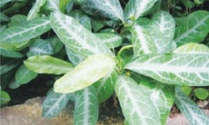 Cây tên đơn trị phong nhiệt