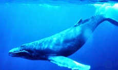 Cá voi - “chìa khóa” chống lại bệnh ung thư