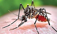 Thừa Thiên Huế: Áp dụng các biện pháp chuyên môn kỹ thuật để loại trừ sốt rét