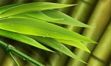 Các bài thuốc từ lá tre