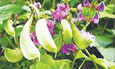 Trà thuốc phòng trị cảm