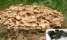 Nấm ăn và nấm thuốc chữa bệnh