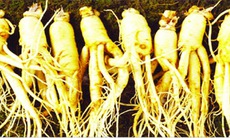 Nhân sâm - đại bổ nguyên khí, sinh tân, phục mạch