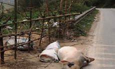 Tái diễn tình trạng vứt lợn chết gây ô nhiễm môi trường