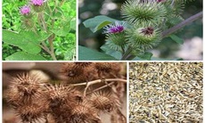 Bài thuốc điều trị bệnh nha chu