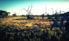 Âm nhạc bảo vệ môi trường