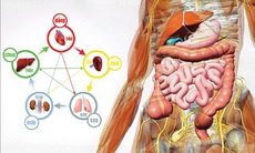 Lựa chọn thực phẩm giúp điều hòa ngũ tạng, tăng cường sức khỏe