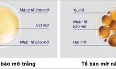 Mỡ trắng, mỡ nâu - hy vọng mới trong điều trị béo phì