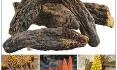 Một số món ăn bài thuốc cho phụ nữ hiếm muộn