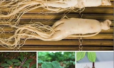 Món ăn thuốc giúp nâng cao sức khỏe người cao tuổi