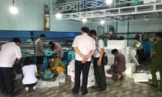 Xử phạt các cơ sở cung cấp tôm hùm giống ở Khánh Hòa