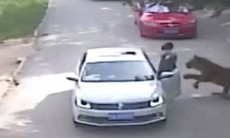 Trung Quốc: Video hổ nuôi ở công viên tự nhiên tấn công du khách