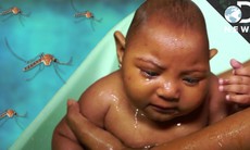 Brazil bắt đầu thử nghiệm vaccin chống virus Zika trên người