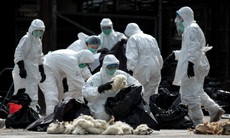 Trung Quốc: một phụ nữ trung niên tử vong vì cúm H5N6