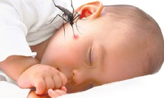 Phòng và trị côn trùng đốt thế nào cho đúng?