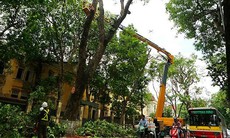 Hà Nội: cắt tỉa hơn 30.000 cây có nguy cơ gãy đổ trong mùa mưa bão