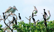 Thành lập Hội đồng thẩm định Nhiệm vụ lập Quy hoạch bảo tồn đa dạng sinh học quốc gia