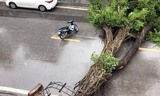 Mưa trắng trời, một số tuyến phố ở Hà Nội  bị ngập cục bộ, nhiều cây gãy đổ