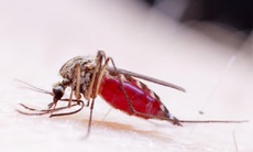 Singapore: Thêm  3 trường hợp nhiễm virus Zika trong năm 2019