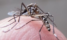 Xuất hiện 3 trường hợp đầu tiên nhiễm  virus Zika tại châu Âu