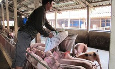 Quản lý chặt chẽ chất cấm, độc hại  sử dụng trong chăn nuôi