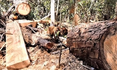 Điều tra, xử lý tình trạng phá rừng pơmu ở Đắk Lắk