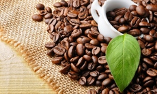 Ngày Tết tìm hiểu 8 sự thật về caffein