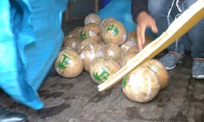 Hà Nội: Phát hiện hàng nghìn quả dừa có rượu không rõ nguồn gốc