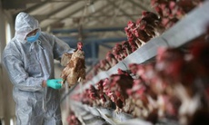 Phòng chống cúm A(H5N1): Không giật title với nội dung không đúng bản chất sự việc