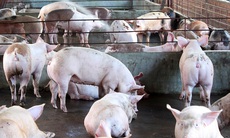Ngăn chặn sử dụng chất cấm trong chăn nuôi: Khó mấy cũng phải làm nghiêm