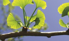 Ginkgo Biloba: Hiểu thêm công dụng, tác dụng không mong muốn