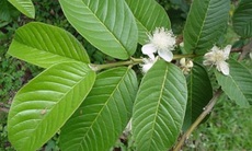Tác dụng bất ngờ của lá ổi