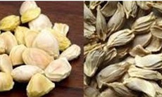 Có thể bạn chưa biết về công dụng của hạt bưởi?