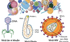 Virút và con người