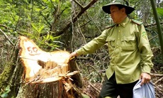 Vụ phá rừng pơmu: Ai “bảo kê” cho lâm tặc phá rừng?