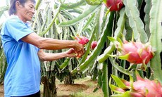 Xử phạt 28 thương lái Trung Quốc thu mua thanh long trái phép