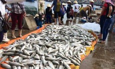 Vụ cá chết ở biển Nghi Sơn, Thanh Hóa:Kiểm tra môi trường các dự án tại Nghi Sơn