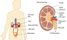 Khi hệ tiết niệu gặp “sự cố”…