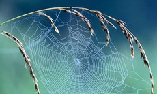 Tơ nhện tẩm kháng sinh chữa lành vết thương