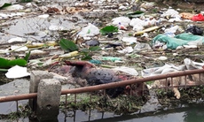 Nghệ An: Xác lợn chết trôi hôi thối khắp kênh mương