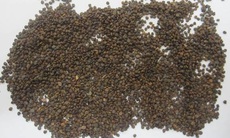 Sa uyển tử - Bổ thận, sáng mắt