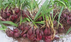 Sâm đại hành - Thuốc bổ huyết, trợ tiêu hóa