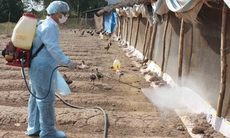 Ngăn ngừa bệnh cúm A H7N9 xâm nhập nội địa