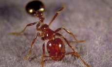 Nọc độc kiến có thể điều trị bệnh vẩy nến